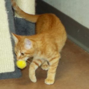 Picture of Purina
