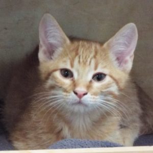 Picture of Purina