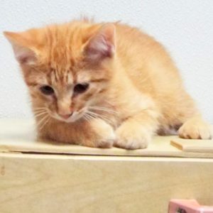 Picture of Purina