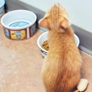 Picture of Purina