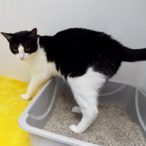Picture of Rascal