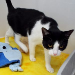Picture of Rascal