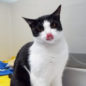 Picture of Rascal