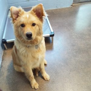 Picture of Rusty