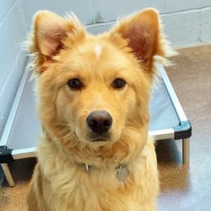 Picture of Rusty