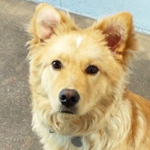 Picture of Rusty