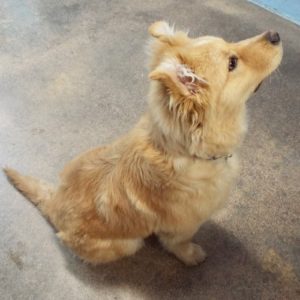 Picture of Rusty