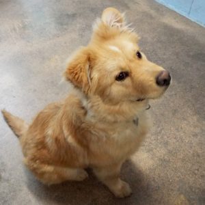 Picture of Rusty