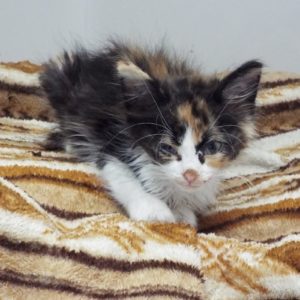Picture of Shawnee