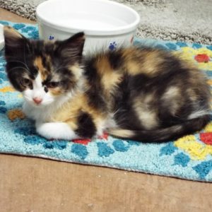 Picture of Shawnee