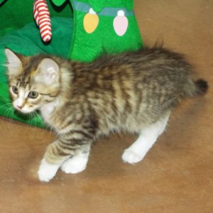 Picture of Sheba