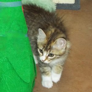 Picture of Sheba