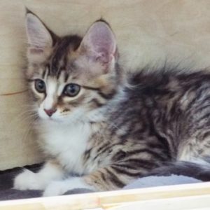 Picture of Sheba
