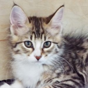Picture of Sheba