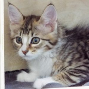 Picture of Sheba