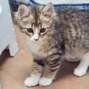 Picture of Sheba
