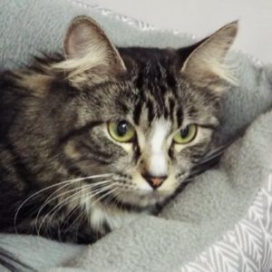Picture of Sprout