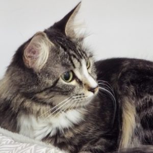 Picture of Sprout