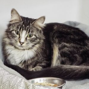 Picture of Sprout