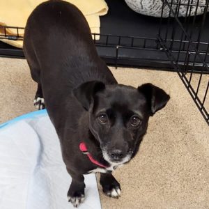 Picture of Bella