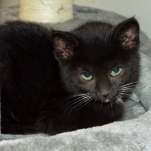 Picture of Sweet Pea