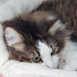 Picture of Teddy