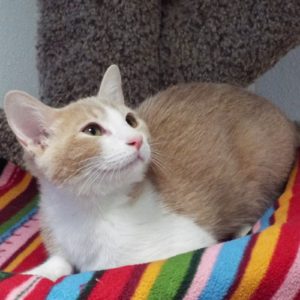 Picture of Toddy