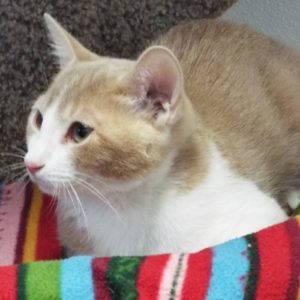 Picture of Toddy