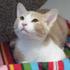Picture of Toddy