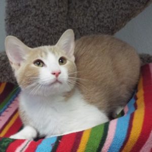 Picture of Toddy
