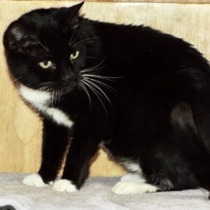 Picture of Tucker