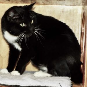 Picture of Tucker