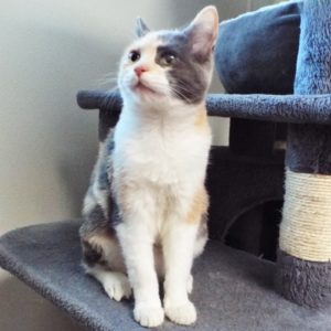Picture of Tuffie