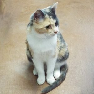 Picture of Tuffie