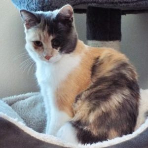 Picture of Tuffie
