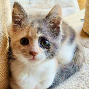 Picture of Tuffie