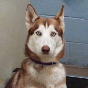 Picture of Aurora