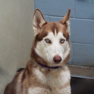 Picture of Aurora