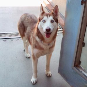 Picture of Aurora