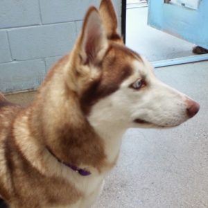 Picture of Aurora
