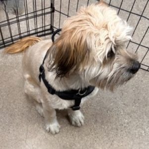 Picture of Bandita