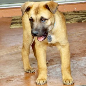 Picture of Bud