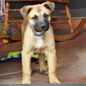 Picture of Bud