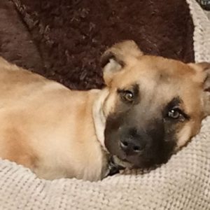 Picture of Bud