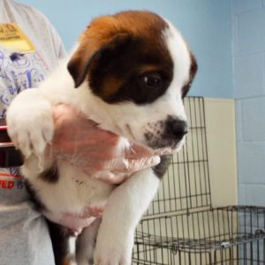 Picture of Cajun