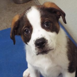 Picture of Cajun