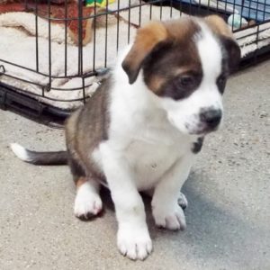 Picture of Cajun