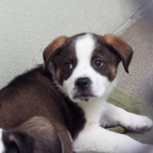 Picture of Cajun