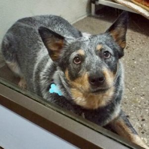 Picture of Cassie