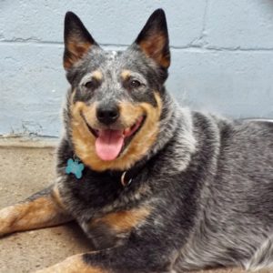 Picture of Cassie